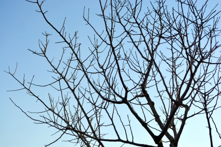 Naked Tree Silhouetteの写真素材