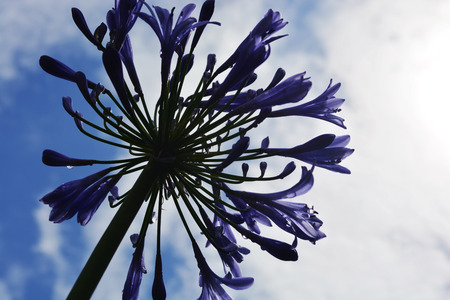 Agapanthus Flower Worm Viewの写真素材