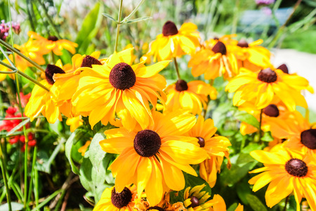 Rudbeckia in the gardenの写真素材