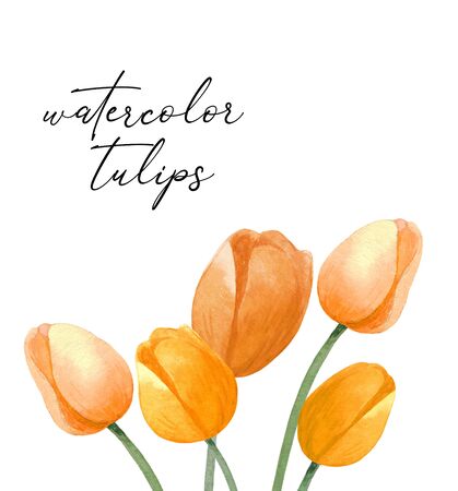 Watercolor hand painted tulips card. Colorful tulips on white background. Botanical illustration.の写真素材