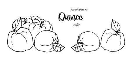 Hand drawn quince sketch style vector illustration. Quince apple with leaf ink illustration.のイラスト素材