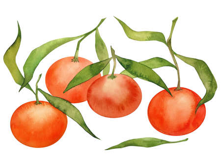 Tangerines. Hand painted watercolor orange tangerines. Citrus painting. Christmasの写真素材