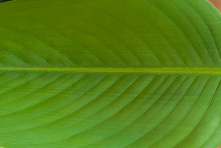 the veins of  water canna leaf close up