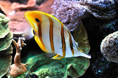 exotic fish in coral reef in oceanの写真素材