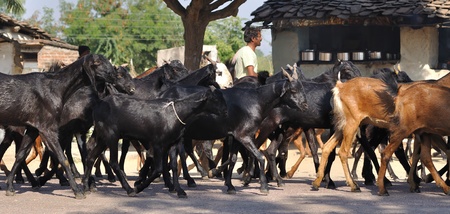 Khajuraho, India - November 26, 2009 - driven away flocks of goats through the village in Indiaのeditorial素材