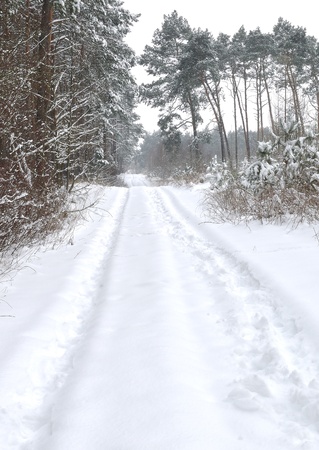 forest road in snowの写真素材