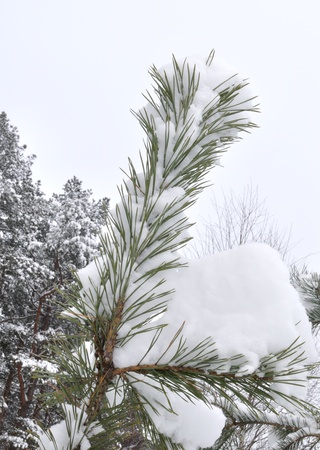 Spruce in winter. forestの写真素材