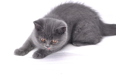 British cat - kitten on white.の写真素材