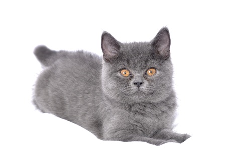 British cat - kitten on white.の写真素材