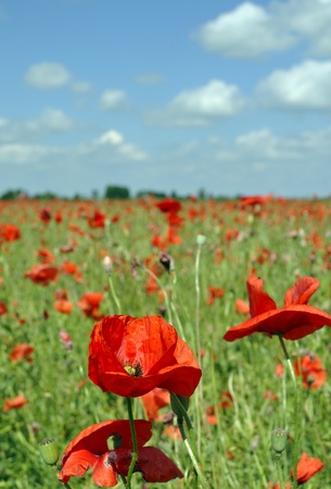 Red poppy on teh field of red poppies.の写真素材