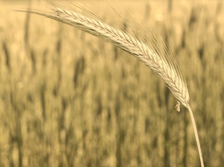 Ear of corn.の写真素材