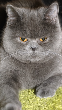 British cat. の写真素材