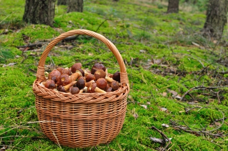 Basket full of mushrooms in forest の写真素材