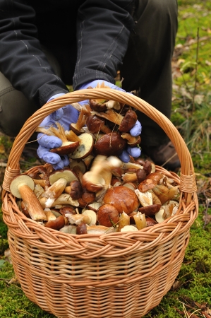 Basket full of mushrooms in forest の写真素材