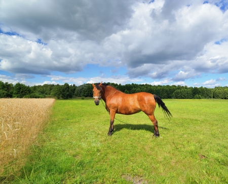 Brown horse standing in a meadow  Rural scenery の写真素材