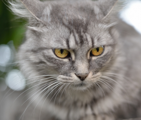 Cat sitting on a tree の写真素材