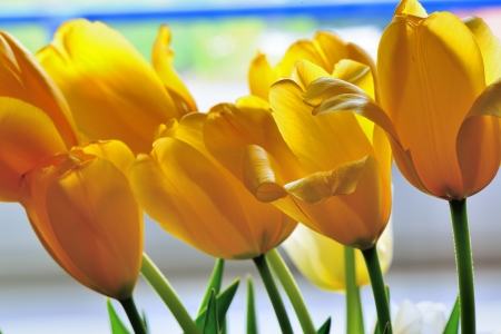 Yellow tulips の写真素材