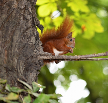 Squirrelの写真素材