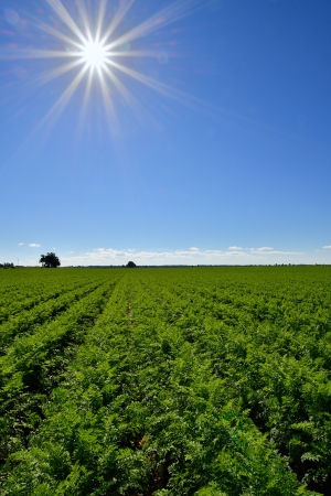 Country landscape with beautiful sky の写真素材