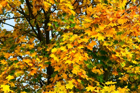 Autumn colorful leaves の写真素材