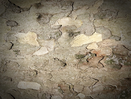 Tree bark as background の写真素材