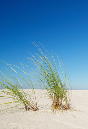 Beautiful quiet beach on the Baltic Sea の写真素材