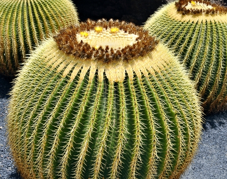 Big Cactuses の写真素材