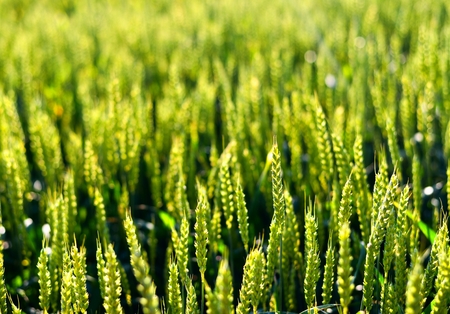 Wheat field in sunshine の写真素材