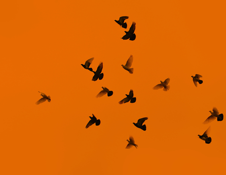 Pigeons on the background of sky with sunset の写真素材