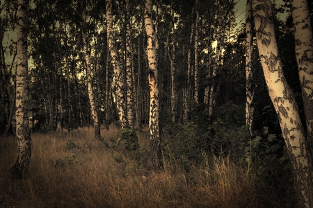  Birch forest  Vintage style の写真素材