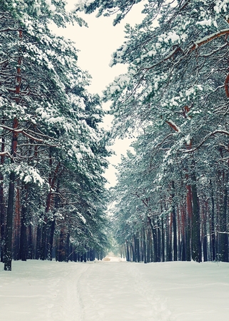 Winterの写真素材