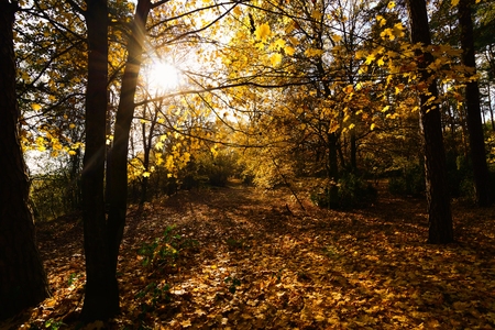 Autumn tree in park.