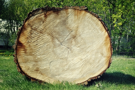 Very large cut down tree.の写真素材
