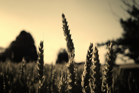Wheat field in sunshine.の写真素材