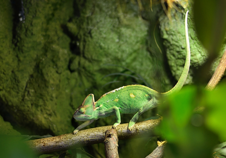 Chamaeleo calyptratusの写真素材