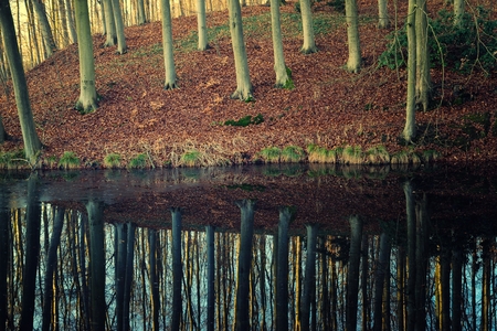 Beech forest and its reflection in the lake.の写真素材