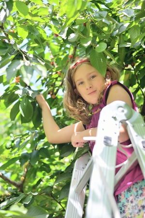 Cute young girl harvestin sweet cherries from the tree.の写真素材