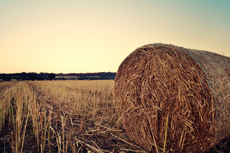 Field in Vintage Style.の写真素材