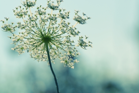 Flower. Vintage style.の写真素材