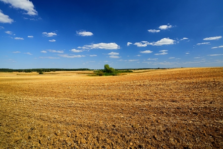 Country landscape. Field.の写真素材
