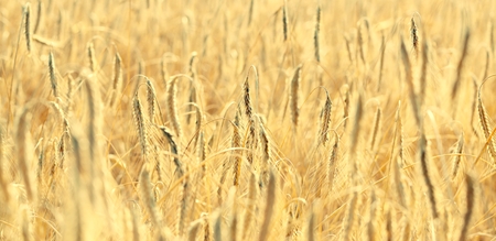 Wheat field in sunshine.の写真素材