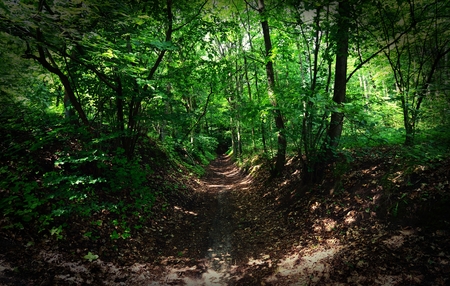 Road in the forest.