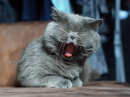 British Shorthair cat.の写真素材