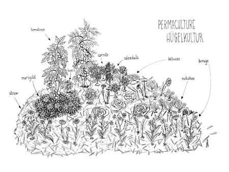 vector illustration of a black and white schema lines hand drawing of permaculture hugelkultur with vegetables and flowers. tomatoes. marigold. borage. lettuce. carrots.のイラスト素材