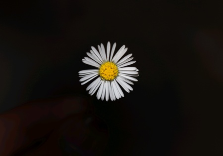 White Flower Holding in Handの素材