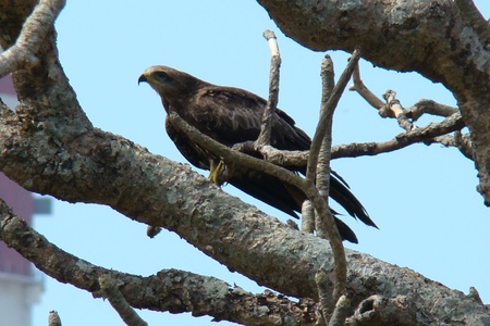 Eagle waiting to take offの写真素材