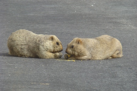 Marmots (groundhog ) sharing their foodの写真素材