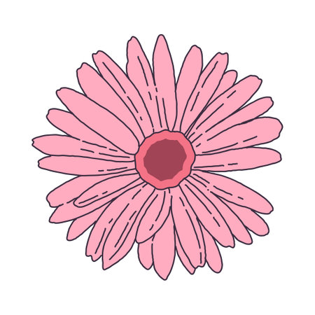 Hand drawn gerbera illustrationのイラスト素材