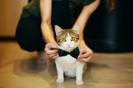 Cat wearing grooms black bow tie at the weddingの写真素材