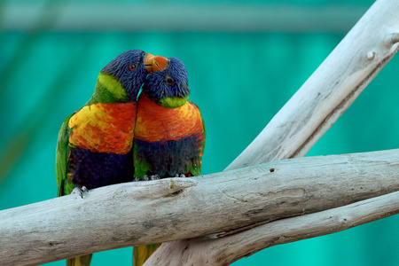 A couple of colorful parrots kissingの写真素材